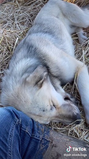 PDR Stockdogs on TikTok