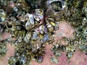 Marine life (barnacles) colony on a ship hull