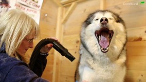 GIANT ALASKAN MALAMUTES and how to groom them.. On YouTube Animal Watch now. It was so much fun filming this episode with Lorna of Artic Rainbow Malamutes in the UK. Her grooming technique suits the single dog owner as she has invested in some scaled down smaller pieces of equipment to help with grooming. . . #alaskanmalamute #alaskanmalamutes #malamute #malamutesofinstagram #malamutes #wolf #wolves #wolfgirl #wildlife #wildlifefilm #wildlifephotography #wildlifelovers #animallovers #dog #dogs #