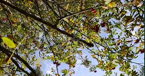 autumn changes on rowan trees on a sunny day, beautiful changes in the color of rowan foliage in the autumn season