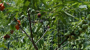 This grafted tree produces 40 different types of fruit in the summer, including cherries, peaches, nectarines, plums, and almonds. | Atlas Obscura