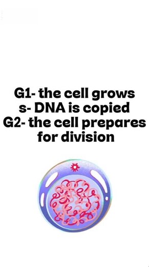 Interphase Explained (IN LESS THAN 30 SECONDS) #shorts #biology