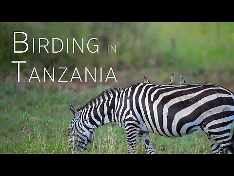 Tanzania Birding Adventure: Over the Rainbow to Serengeti | Birds of Tanzania | 4/5