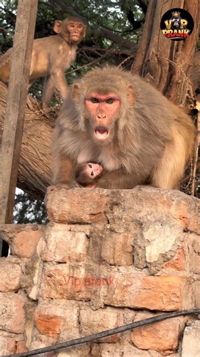 monkey Panda fight Vip prank viral video