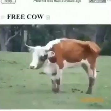 free cow meme