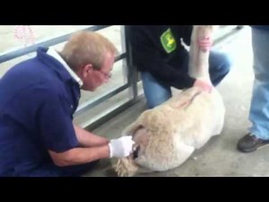 How to do an epidural on an alpaca