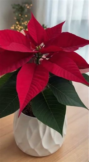 Milk on Soil: The Secret to Restoring Faded Flower Colors Naturally!