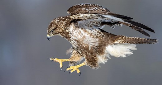La buse variable, un rapace expert de la chasse à l'affût