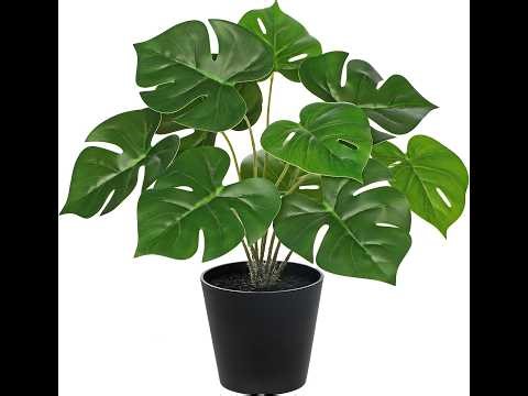 The Best Easy-Care Plants from Rooted Treasures Farms