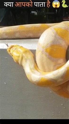 Banana ❎ python ✅😱 #shorts #viral #facts #amazingfacts #factify baar