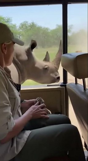 Tiger leaves Cub In Woman's Lap Before Rhino Charges! 👀🐅🦏 #shorts #tiger #rhino (AI generated)