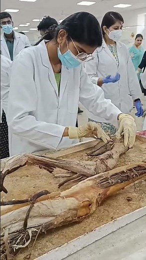 Dissection of leg dissection of human body Anatomy and physiology