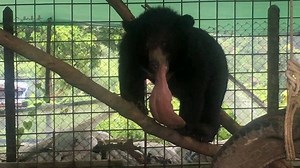 This moon bear's tongue was so swollen and heavy that he had to drag it across the floor. | National Geographic