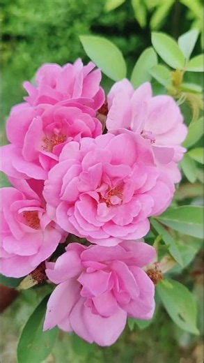 Beautiful Rose Flower Damask 🌹