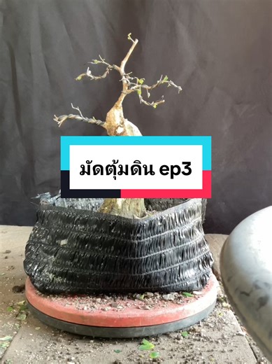 มัดตุ้มดิน ep3 #ต้นเกล็ดปลาหมอ #ร้านน้ำเพชรขายดี #greentreedeeebonsai #ไม้ดัดไม้แคระไม้จิ๋วต้นไม้มงคล #ต้นไม้โครงสร้างวัตถุดิบบอนไซ