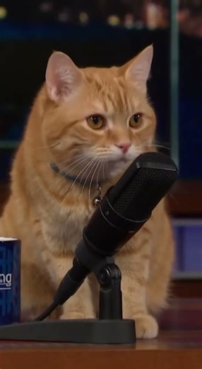 Cat Does the Host’s Job 😹🎬