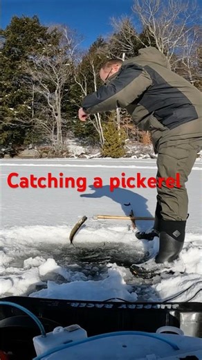 Catching a pickerel while ice fishing