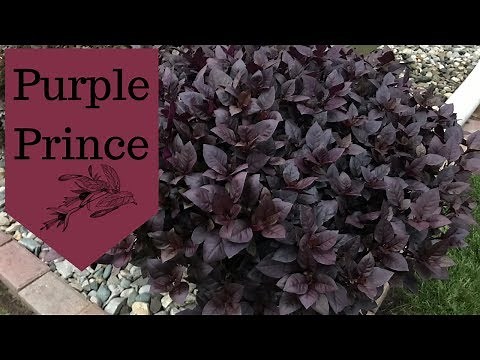 Alternanthera Purple Prince