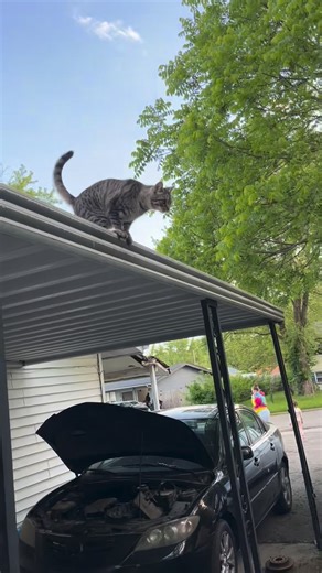 #jumpingkitty #catexploring #cutecats #cat jumps | Meeka Humphrey