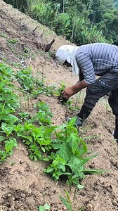 98 reactions · 25 comments | Magtanim ay Di biro,, MAdaming processo bago mag ani. ☺️  #MagtanimAyDiBiro #kafarmers #farminglife | Kafarmers Ti Vizcaya | Facebook