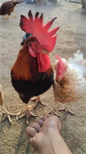 DESI MURGI FEEDING 👍#shorts #ytshorts #birds #viral #aseelmurga #desimurgi