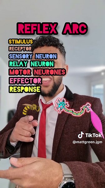 My explanation of the reflex arc #rappingteacher #science #exams #biology #tiktokteacher #centralnervoussystem #brain #spinalcord #neuron #gcse #stem #fyp