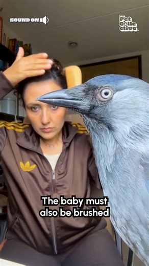 🐦: "I love da brushies!!" (Via - @arzumholland) #Jackdaw #Birds #BirdLovers #Cute | Try Not to Laugh