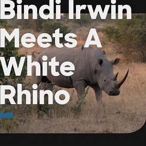 69K views · 329 reactions | It's save the rhino day and we can't forget this moment where Bindi Irwin met a white rhino. 憐 | Discovery Channel UK | Facebook