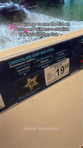 Fish at the pet shop😳😳🥹🥹#fish#wtf#ohno#fyp | Petco