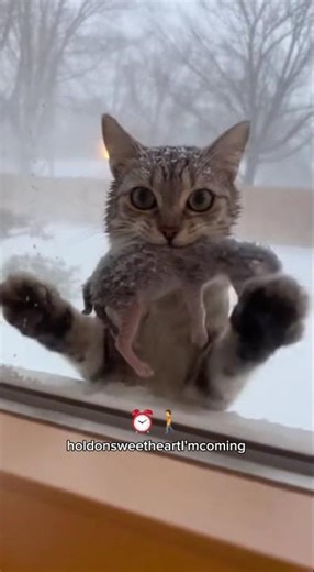 rescue, Amidst a deadly winter storm, a panicked cat turned to humans forming, #hero #TrendingNow