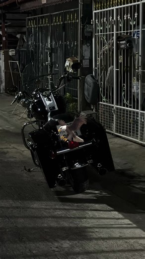 วิดีโอของ xxvii_ii (@xxvii_ii) พร้อมเพลง original sound - Rare of Breed