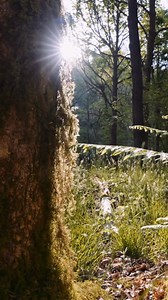 6.6K views · 119 reactions | Stop scrolling and enjoy the temperate rainforest… The UK’s precious temperate rainforests are incredible places to see, full of special wildlife, colours and sounds. Take a breath and enjoy these stunning woodlands. #TemperateRainforests #UKRainforests | Plantlife: saving wild plants | Facebook