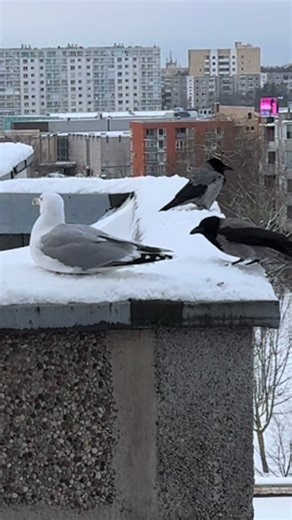 Grabbing tails seems to be one of crows’ favorite games. They tease each other, other birds, and even cats and dogs this way. #crow #crows #seagull