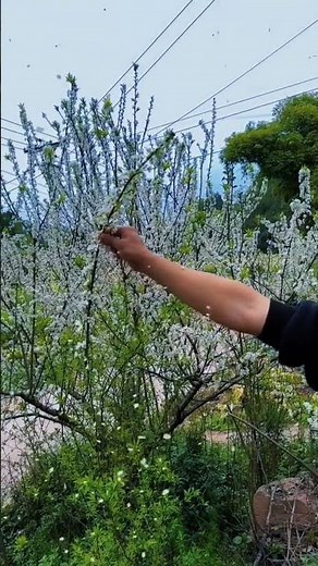 Unveiling the Secret of Peaches: A Thousand Flowers and Treasures