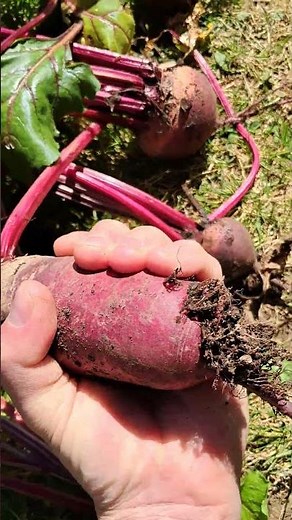Beetroot harvesting 17th November Manawatu District