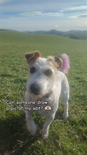 ?? | #fypシ #servicedog #assistancedogtraining #intraining #shorts