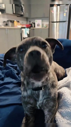 Talking Dog: Hilarious Moments with Canine Comedy