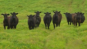 Hawai‘i Safeway stores to no longer carry Paniolo Cattle Company beef brand | Big Island Now