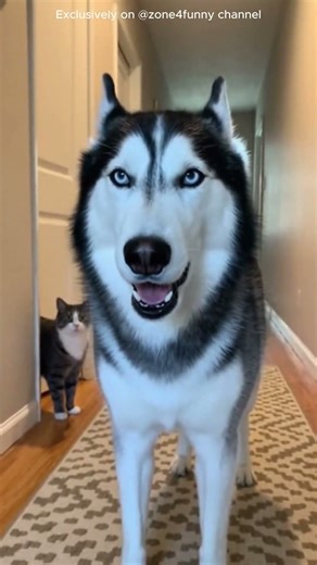 The craziest and funniest dog moments! (Very funny clips)