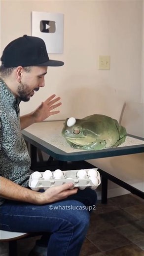 This Frog Is So Cute 😍 Giant Dumpy Frog Viral Shorts
