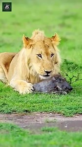 Lion eats wild boar..🥶🥶😱 | Machines TV