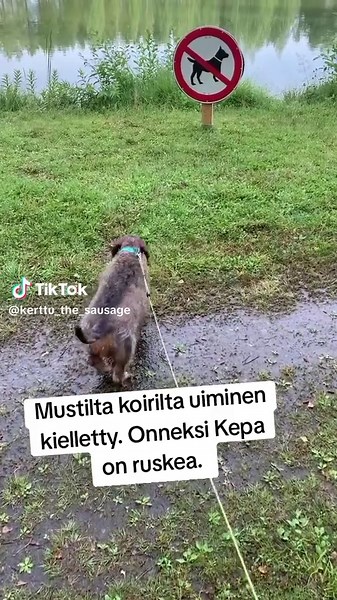 #kepauimassa #uimaranta #mäyräkoirakerttu #mäyräkoira