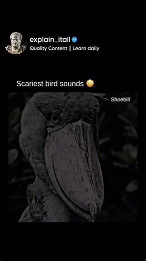 Explain It All on Instagram: "Some birds produce eerie sounds or have an intimidating presence, making them among the scariest: 1.Shoebill (Balaeniceps rex) - Known for its unsettling, machine-gun-like bill-clattering sound. 2.Red-Tailed Hawk (Buteo jamaicensis) - Its piercing scream is often used in movies to represent eagles and adds to its ominous aura. 3.Loon (Gavia spp.) - Emits haunting, echoing wails over lakes, creating a ghostly atmosphere. 4.Cassowary (Casuarius spp.) - Although mostly