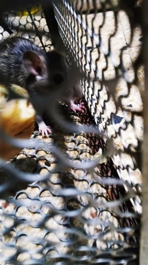 happy rat 🐁 ....#highlights #reels #ai #viral #video #mouse #shorts #foryou