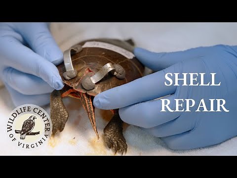 Turtle Shell Repair
