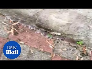 Adorable mouse family marches in single file behind mother