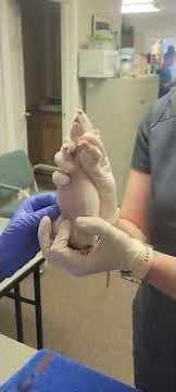 Administering an IP injection into a rat