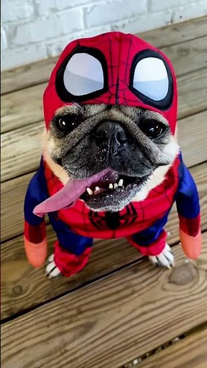 My Spider-Pug Video Hit 100M Views on YouTube!! 🕷