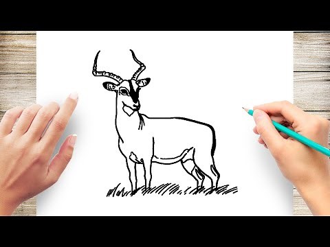 How to Draw A Impala