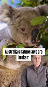 2.9K views · 70 reactions | New in: The Queensland Government's deforestation data from 2022 to 2023, shows that 332,000 hectares of forest and bushland was bulldozed in just ONE YEAR. ​ Come on Anthony Albanese, let’s have stronger Environmental Protection Laws. | Greenpeace Australia Pacific | Facebook